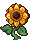 Sunflower stages 4.png
