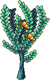 Brine Berry tree stages 8.png