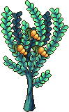 Brine Berry tree stages 9.png